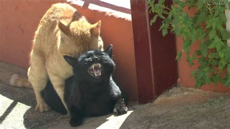 Cuando sepas por qué los gatos GRITAN cuando se aparean te