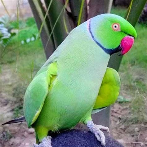 Buy Talking Parrot Green Ringneck Male For Sale In Pakistan Taj Birds