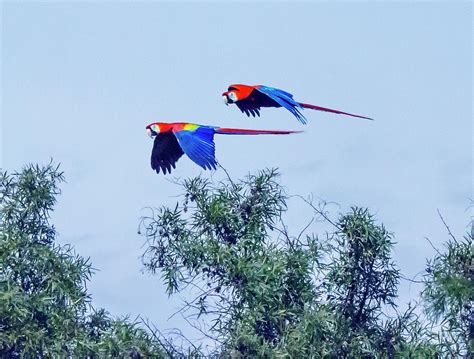 Pair of Flying Macaws Photograph by William Bitman - Fine Art America