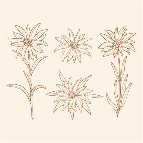 Edelweiss Flower Drawing | Best Flower Site