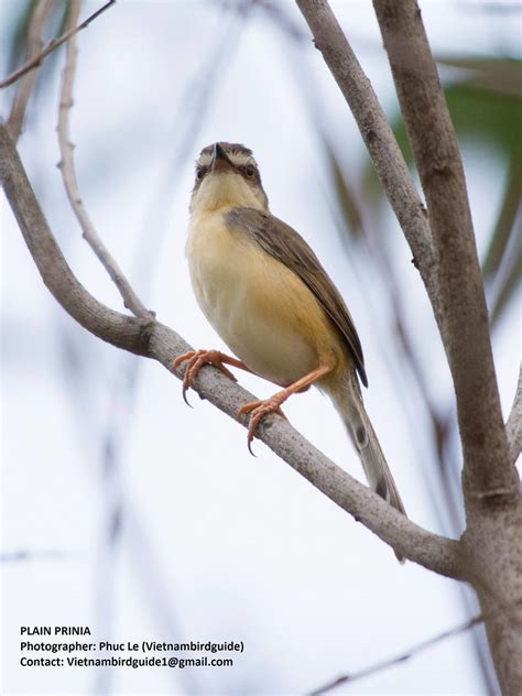 Plain Prinia Prinia Inornata June 2016 Phuc Le Flickr