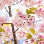 20 Cherry Blossom Photography Tips (Including Best Locations)