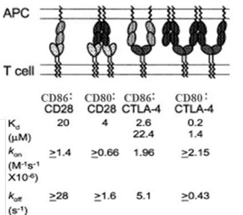 Nteraction Of Cd Cd With Cd Ctla The Figure Represents The