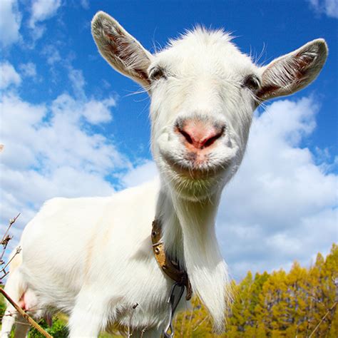 Crazy Goat Tv Edition Free Android App Goats Funny Animals Goats