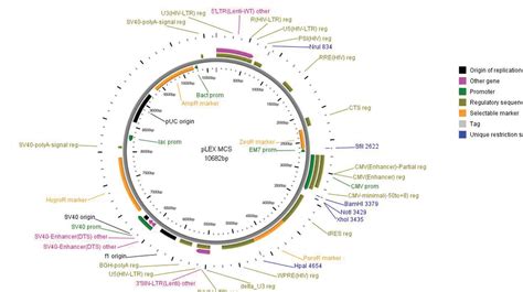 Addgene: Vector Database - pLEX-MCS