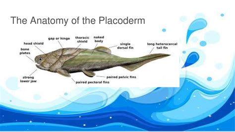 The World’s Ugliest Fish - ppt download