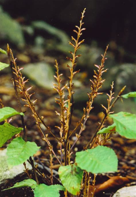 A Plant Without Chlorophyll Straight Dope Message Board