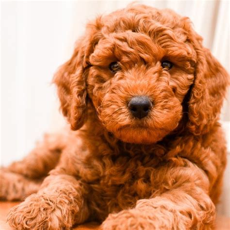 8 Week Goldendoodle Puppy Goldendoodle Puppy English Goldendoodle