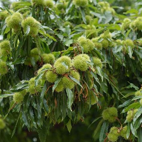 How To Grow And Care For Chestnut Trees Gardener’s Path