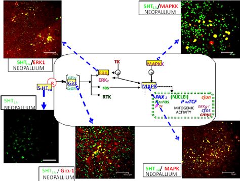 5 Ht 1a Serotonin Receptor Signaling Path Is Shown In This Scheme In A