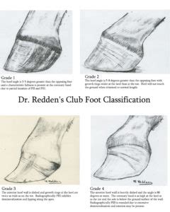 Horse Hoof Irregularities: Club Foot - Integrity Horse Feed