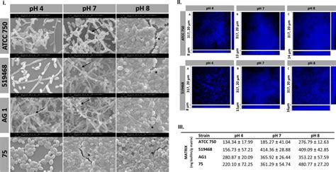 Figure 2 from Candida tropicalis biofilm and human epithelium invasion ...