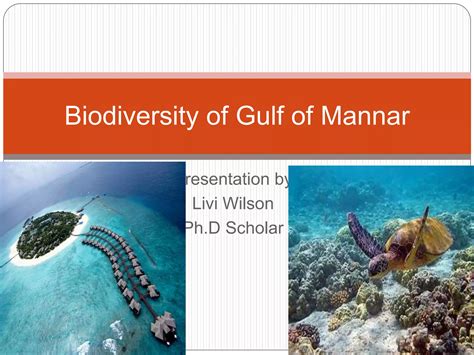 Gulf Of Mannar Map