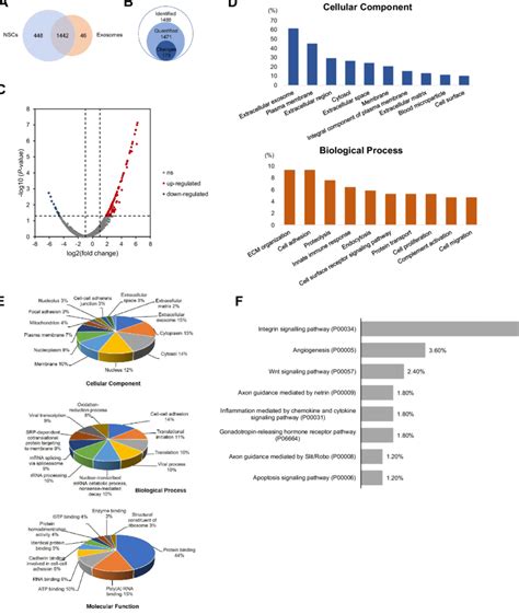 Proteomic Analysis Of Nscs And Nsc Exo A Venn Plot Showed The Number