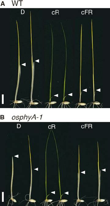 Phenotypic Comparison Of Wild Type Wt And Phya Mutant Plants Grown