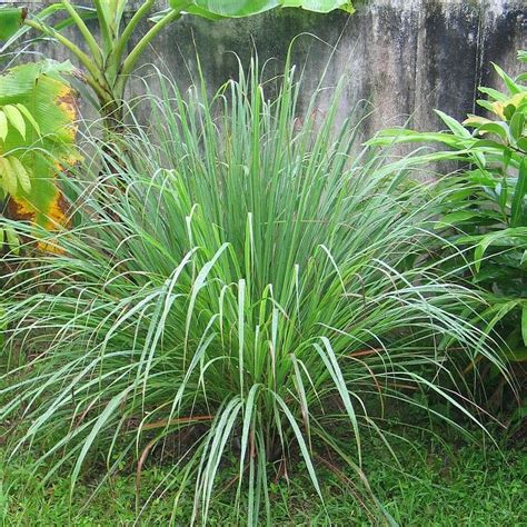 Citronnelle De Madagascar Cymbopogon Citratus Vente Plant Herbe