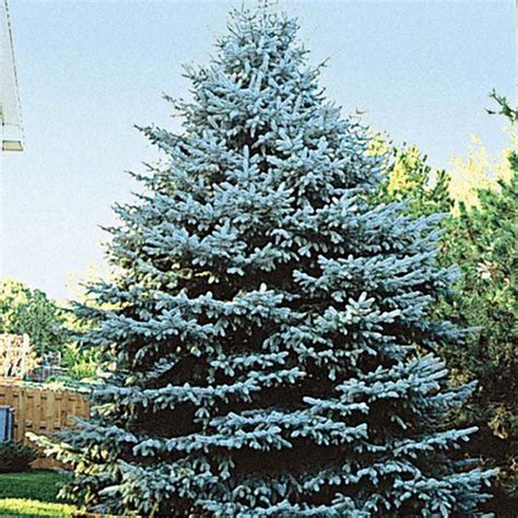 Colorado Blue Spruce Tree | Gurney's Seed & Nursery Co.