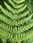 How To Grow Ferns From Spores Jack Wallington Nature Gardens