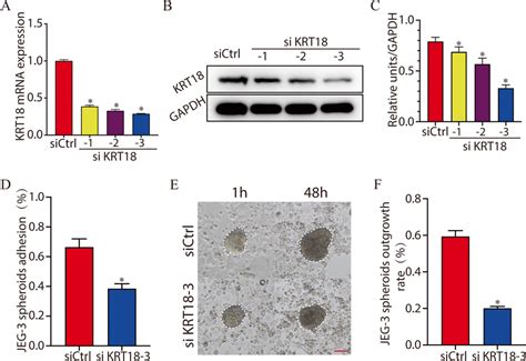 Knockdown Of KRT18 Impairs JEG 3 Spheroid Adhesion And Outgrowth A C