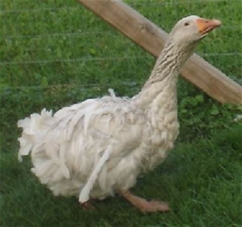 Sebastopol Goose - Poultry Breeds Encyclopedia