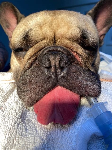 Brachycephalic Care Bannockburn Veterinary Clinic