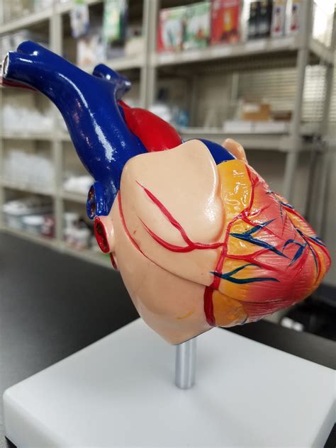 Human Heart Model Klm Bio Scientific