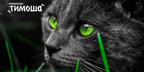Отличия сухих кормов для кошек и собак