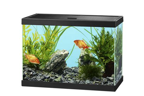 Aquarium Png Transparent Image Download Size 1050x700px