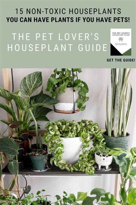 The Pet Owners Houseplant Guide All About 15 Pet Safe Plants House