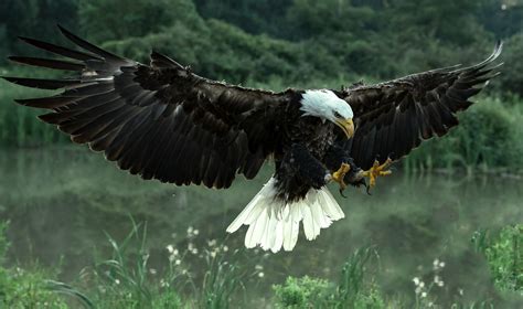 Majestic Bald Eagle In Flight Hd Wallpaper