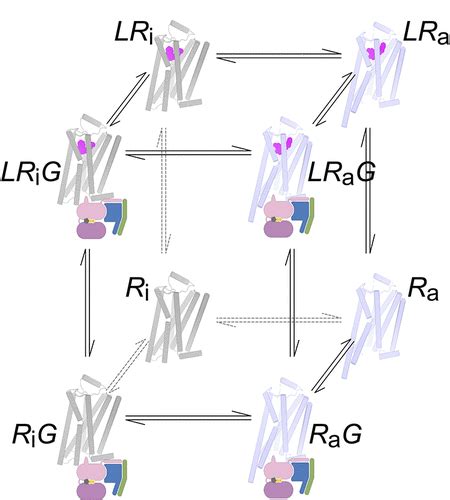 G Protein Coupled Receptor G Protein Interactions A Single Molecule