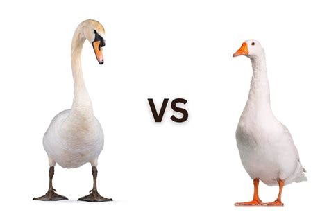 Swan Vs Goose What S The Difference