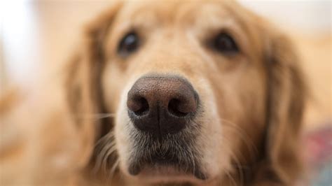 Perché il cane perde il pelo Cause e Rimedi Purina