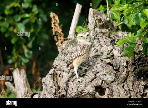 The Burrowing Owl Athene Cunicularia Also Called The Shoco During