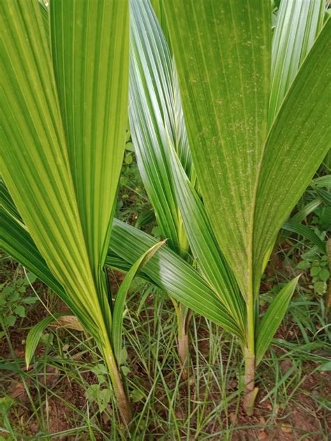 Full Sun Exposure Plants Td Coconut Plant For Outdoor Red Sandy Soil