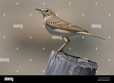 Tawny Pipit Anthus Campestris Duinpieper Stock Photo Alamy