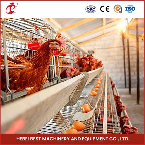 Bestchickencage Ordinary Type Layer Cage China Simple Chicken Layer