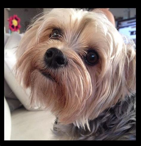 10 Best images about Morkie cuts/grooming on Pinterest | Yorkie ...