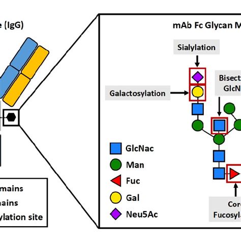 Fc Glycosylation Impacts Monoclonal Antibody Effector Function All Igg Download Scientific