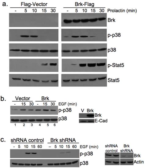 Brk Promotes P38 MAPK Signaling In Vitro A Brk Expression Sensitizes