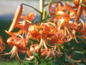 Lilium Tigrinum – NutraWiki