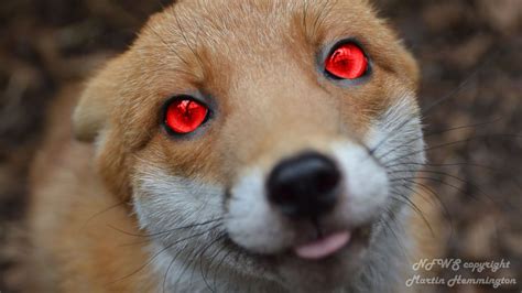 The Red Eye Fox by VemcrosEcorKoopa on DeviantArt