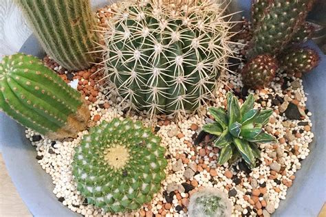 How to Make Your Own Cactus Potting Soil | Gardener's Path