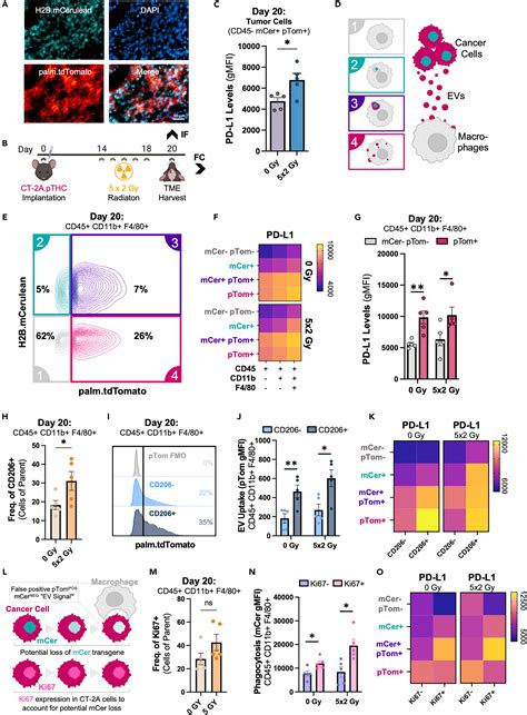 Glioblastoma Extracellular Vesicles Modulate Immune Pd L1 Expression In