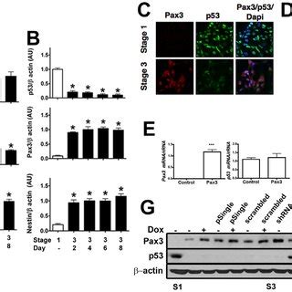 Expression And Cellular Localization Of ATF4 Protein In The Neural