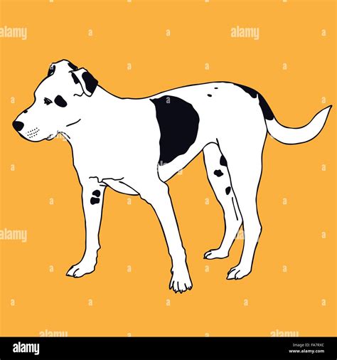 Smart Black And White Dog On Color Background Mans Best Friend