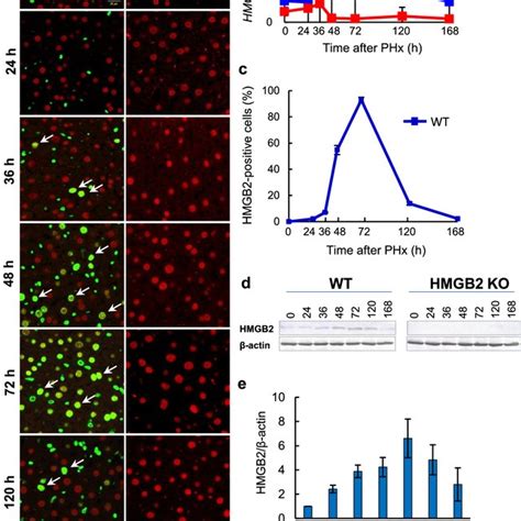 Expression Of Ki 67 And Edu During Liver Regeneration A Download Scientific Diagram