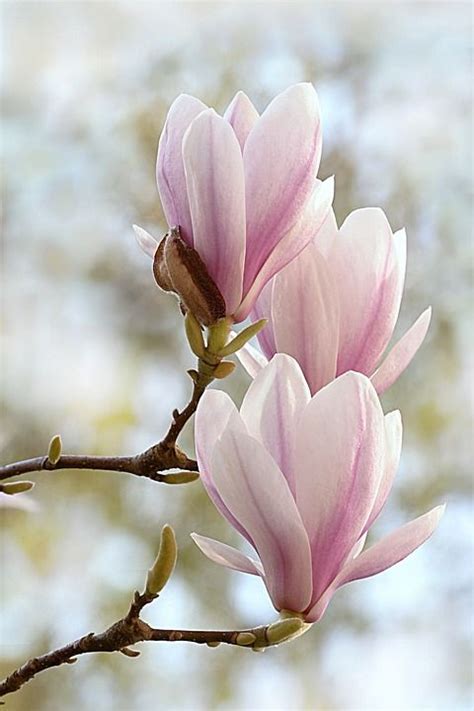 Two Pink Flowers Are Blooming On A Tree Branch