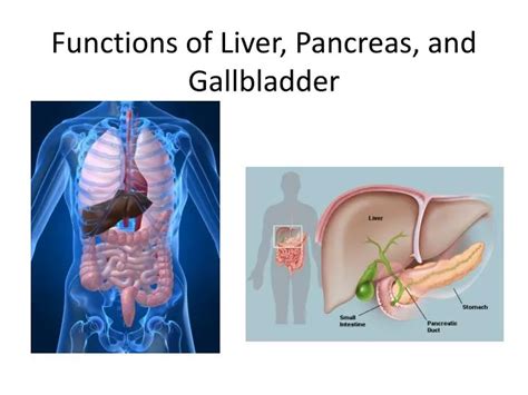 Liver Pancreas Diagram