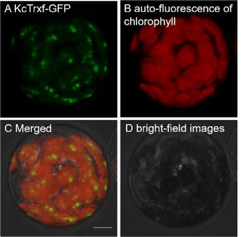 Subcellular Localization Of Kctrxf In Arabidopsis Mesophyll